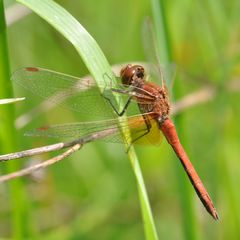 Sympetrum flaveolum